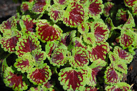 Image result for Coleus foliatus