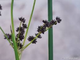 Image result for Juncus lomatophyllus