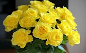 29 Yellow Rose HD Wallpapers | Background Images - Wallpaper Abyss
