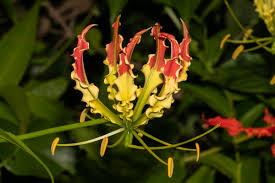 Image result for Gloriosa sessiliflora