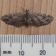 Image result for Eupithecia icterata
