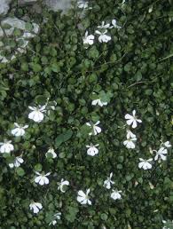 Image result for Lobelia petiolata