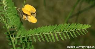 Image result for Sesbania tetraptera