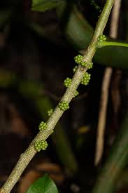 Image result for Vepris myrei