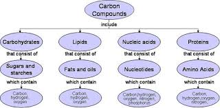 why are organic molecules important to living things socratic