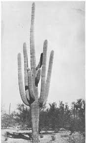 The cactuses are being replanted from one flower pot into another. The Fantastic Clan The Cactus Family