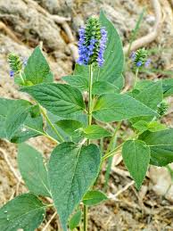 Image result for Salvia hispanica