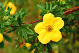 10 Stunning Yellow Flowering Shrubs Garden Lovers Club Yellow Flowering Shrub Flowering Shrubs Small Yellow Flowers