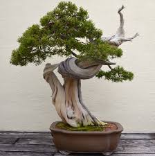 Now for all those who are new to this, we have a care guide ready for you. Juniper Bonsai Tree Care Guide Juniperus Chinensis Bonsai Tree Gardener Indoor Bonsai Tree Flowering Bonsai Tree Bonsai Tree Types