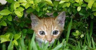 How To Care For A Cat Toxic Plants For Cats Pets Cats
