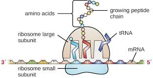 structure and function of rna microbiology