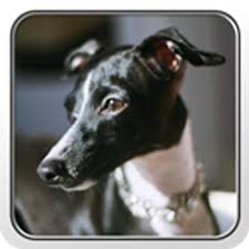 Greyhound wallpaper, beautiful greyhound wallpaper graphics dog hd backgrounds free greyhound wallpaper download apk free. Greyhound Theme Nova Adw Apk 4 0 Download Apk Latest Version