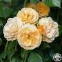 Profile Picture of Julia Child Rose - Floribunda - Lightly Fragrant - Heirloom Roseson Google