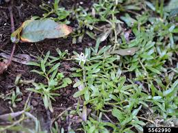 Image result for Heteranthera