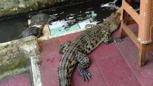 Dirangkum dari suar.grid.id, berikut arti mimpi yang berhubungan dengan buaya. Tafsir Mimpi Melihat Buaya Ikan Hingga Katak Mulai Dari Hal Buruk Hingga Datangkan Kebaikkan Warta Kota