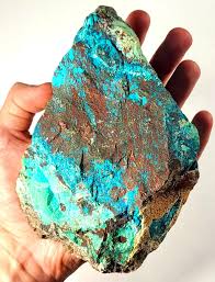 Image result for Searsia refracta