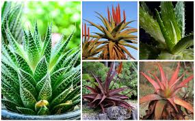 Helping you identify what kind of succulents plants you have. 20 Different Types Of Aloe Plants Garden Lovers Club
