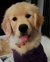 Poodle Dog Animal Golden Retriever Retriever Puppy Dogs Golden Retriever