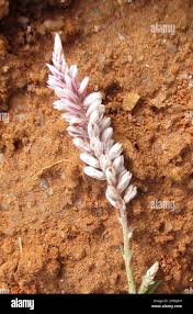 Image result for Hermbstaedtia