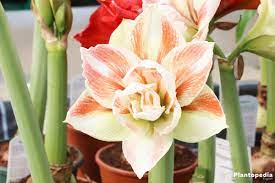 How To Care For Amaryllis Plants Watering And Post Care Instructions Plantopedia