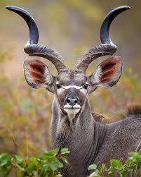Wildlife Nature Animals S Instagram Post Kudu Photo By Chadcocking Follow Faunaexplorer For More Foll Nature Animals Animals Wildlife Nature