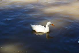 Preview the top 50 best wallpaper engine wallpapers of the year 2020! O Higgins 1080p 2k 4k 5k Hd Wallpapers Free Download Wallpaper Flare