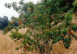 Image result for Prunus persica