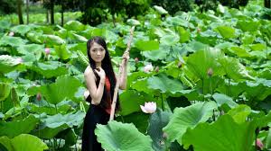 Dreamstime is the world`s largest stock photography community. Beautiful Girl In The Lotus Pond Hd Desktop Wallpaper Widescreen High Definition Fullscreen