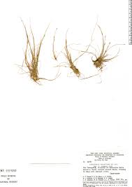 Image result for Eleocharis retroflexa