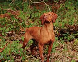 Why buy a vizsla puppy for sale if you can adopt and save a life? Hungarian Vizsla Breeders Near Me