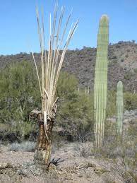 Tillman's sentence is one of the longest ever for a cactus rustler, arizona u.s. 1 Living And Dead Saguaro Cacti Carnegiea Gigantea Plants In The Download Scientific Diagram