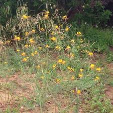 Image result for Cleome angustifolia