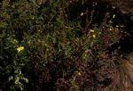 Image result for Senecio aetfatensis