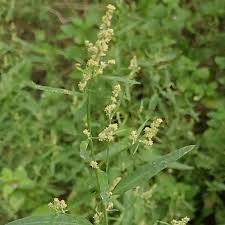 Image result for Atriplex patula