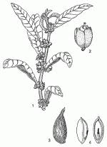 Image result for Pouteria adolfi-friederici