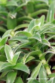 Image result for Cyanotis sp. aff. C. lapidosa