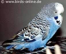 French Moult Bfd Polyoma Virus Health And Diseases Birds Online