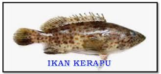 Terima kasih menonton, dan jangan lupa subscribe untuk mendukung channel ini agar terus berkembang. Mengenal Nama Nama Ikan Yang Biasa Terpancing Di Pinggiran Laut Aliems Journey