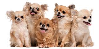 Tiny chihuahua mixed breed dog pet adoption photo. Want A Chihuahua But Have Kids Read This First K9 Web
