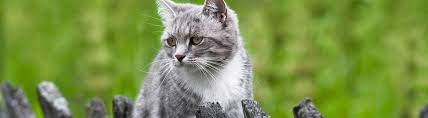 Professional customer and consumer service. Air Transport Animal International Pet Transport