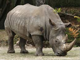 Animals In Endangered List Of Endangered Animals In India Endangered Animals Animals Beautiful African Animals