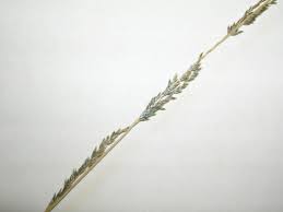 Image result for Sporobolus mauritianus