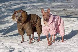 Although the breed's ancestors hunted rodents, the american hairless terrier is unsuited for hunting due to his lack of coat on the hairless variety. Zwei Niedliche American Hairless Terrier In Schonen Overall Stehen Auf Einem Weissen Schnee Haustier Tiere Sonniger Wintertag Lizenzfreie Fotos Bilder Und Stock Fotografie Image 97111683