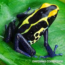 Black And Yellow Frog Animal Crossing Dart Frog Connection Dartfrog Connection Sale Frog Species Dart Frog Frog