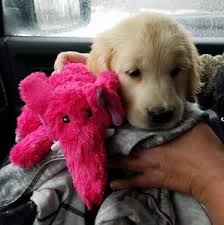 Please contact the breeders below to find golden retriever puppies for sale in maine: Goldenridge Kennels Of Maine British Cream And American Standard Golden Retrievers