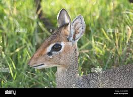 Image result for Vigna kirkii