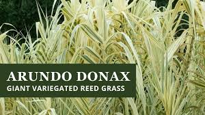 Image result for Arundo