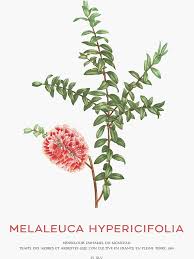 Image result for Melaleuca hypericifolia