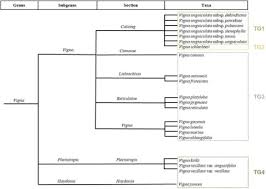 Image result for Vigna oblongifolia