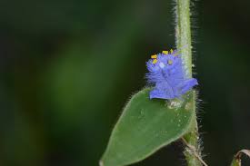 Image result for Cyanotis foecunda